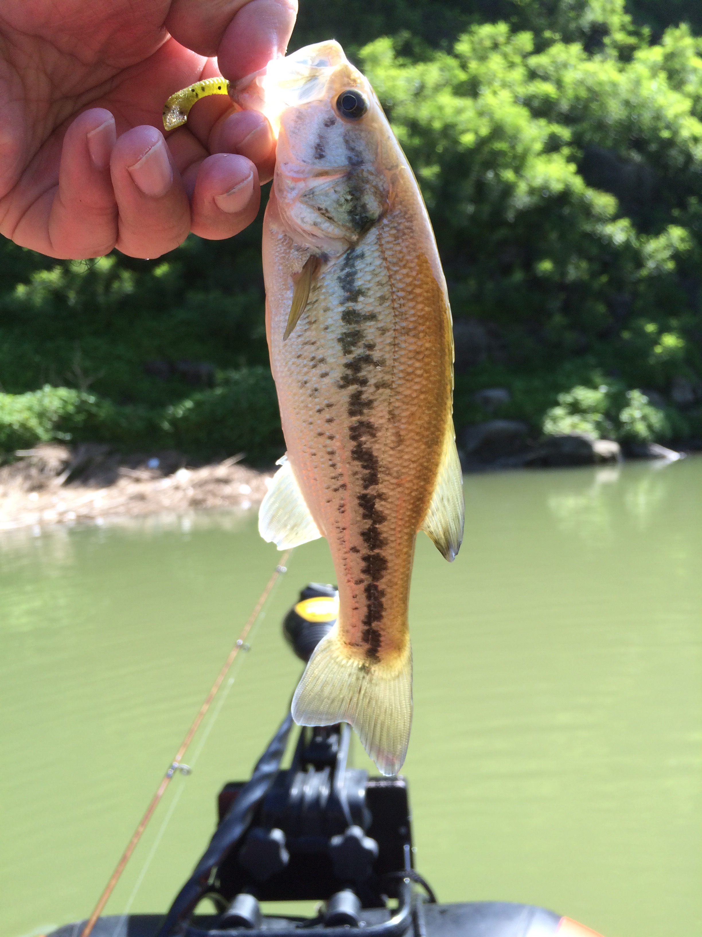 15年7月19日 京都府 高山ダム釣行 Fishing Trippers